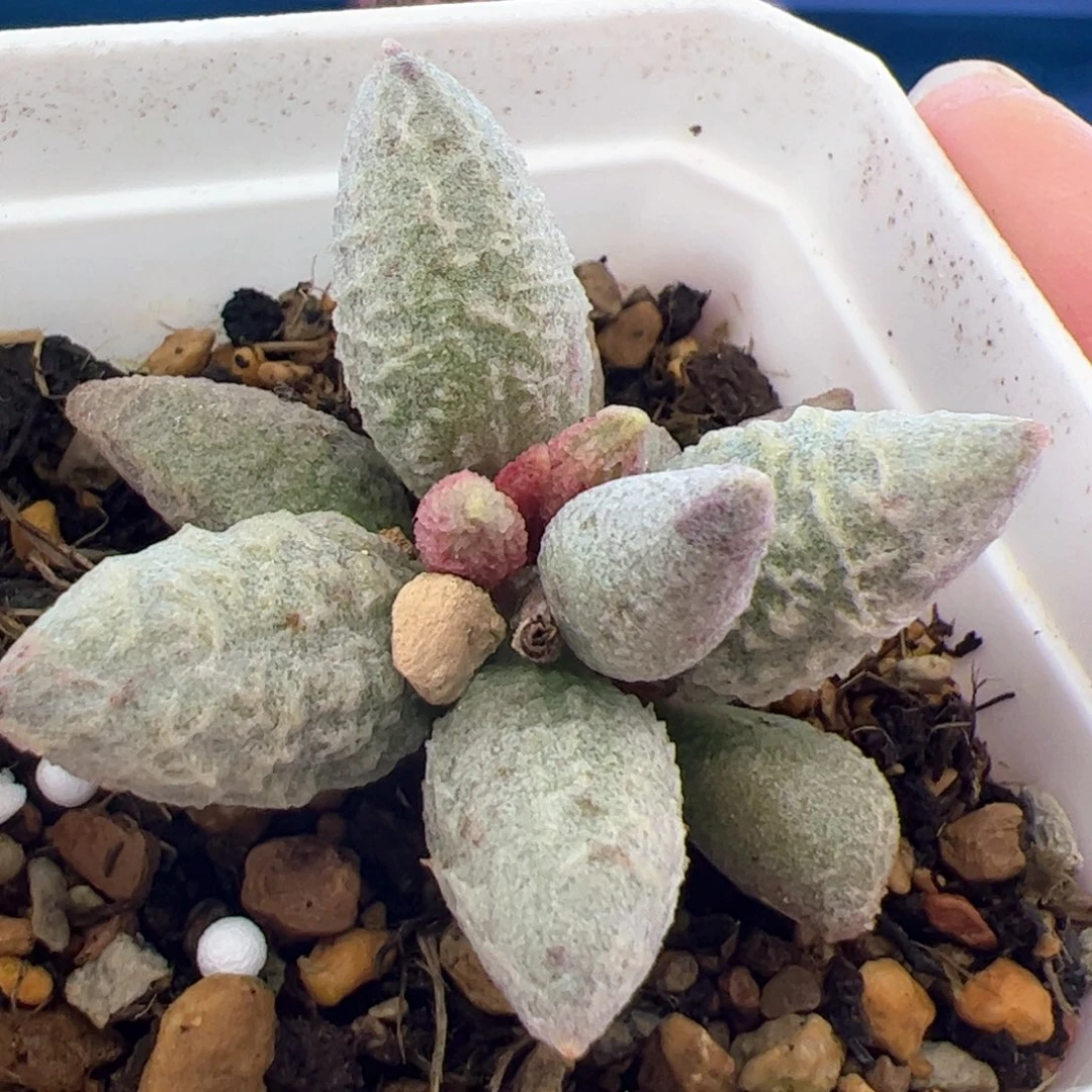 超****～融化纹冰淇淋。