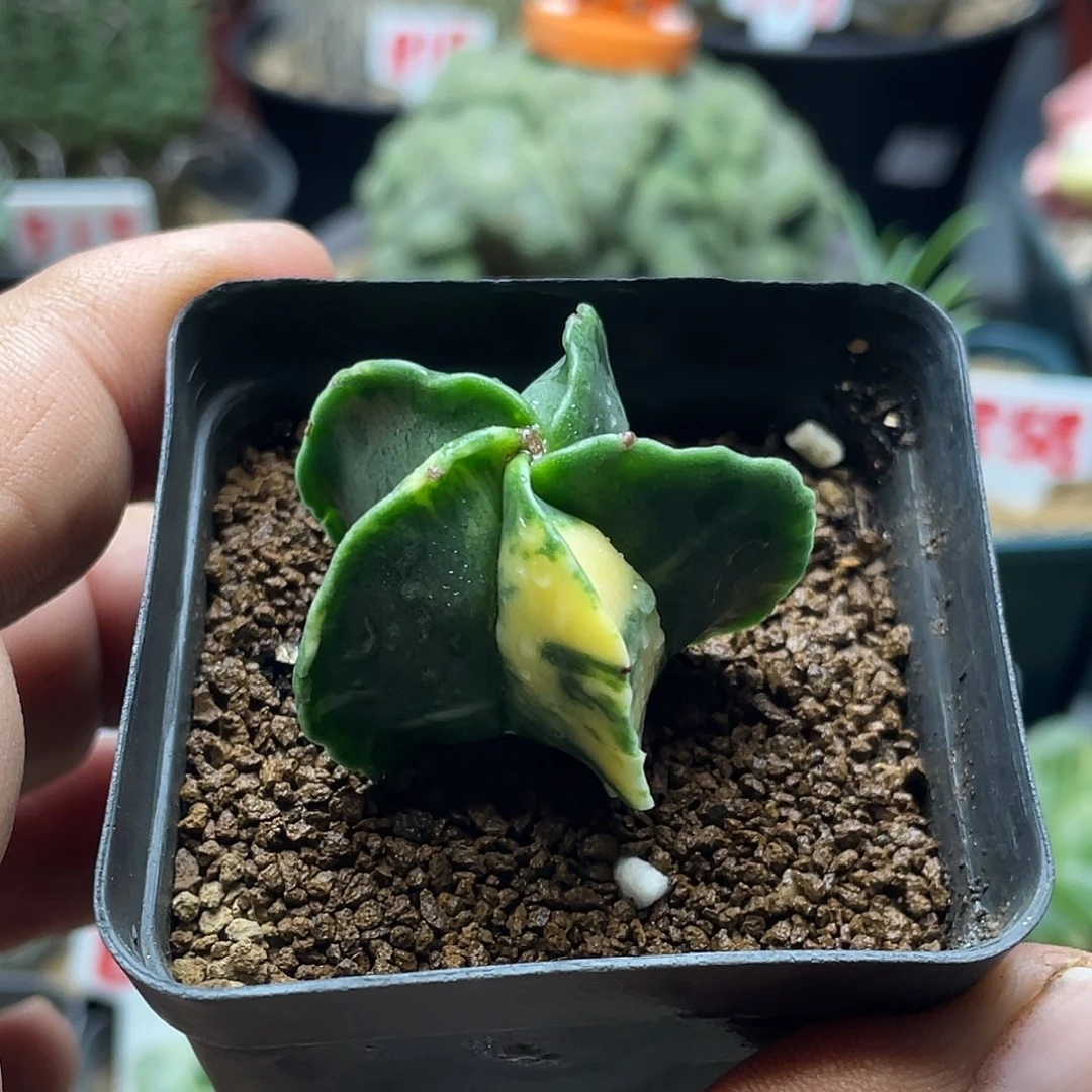 实生琉璃鸾凤玉锦仙人球 包邮
