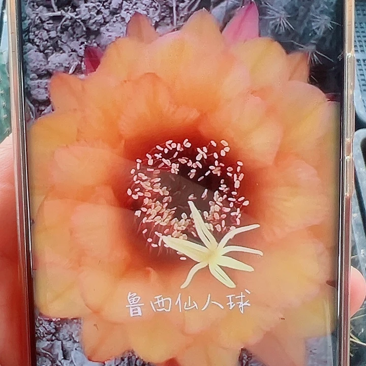 毛花柱星橙侧芽拍一拍二