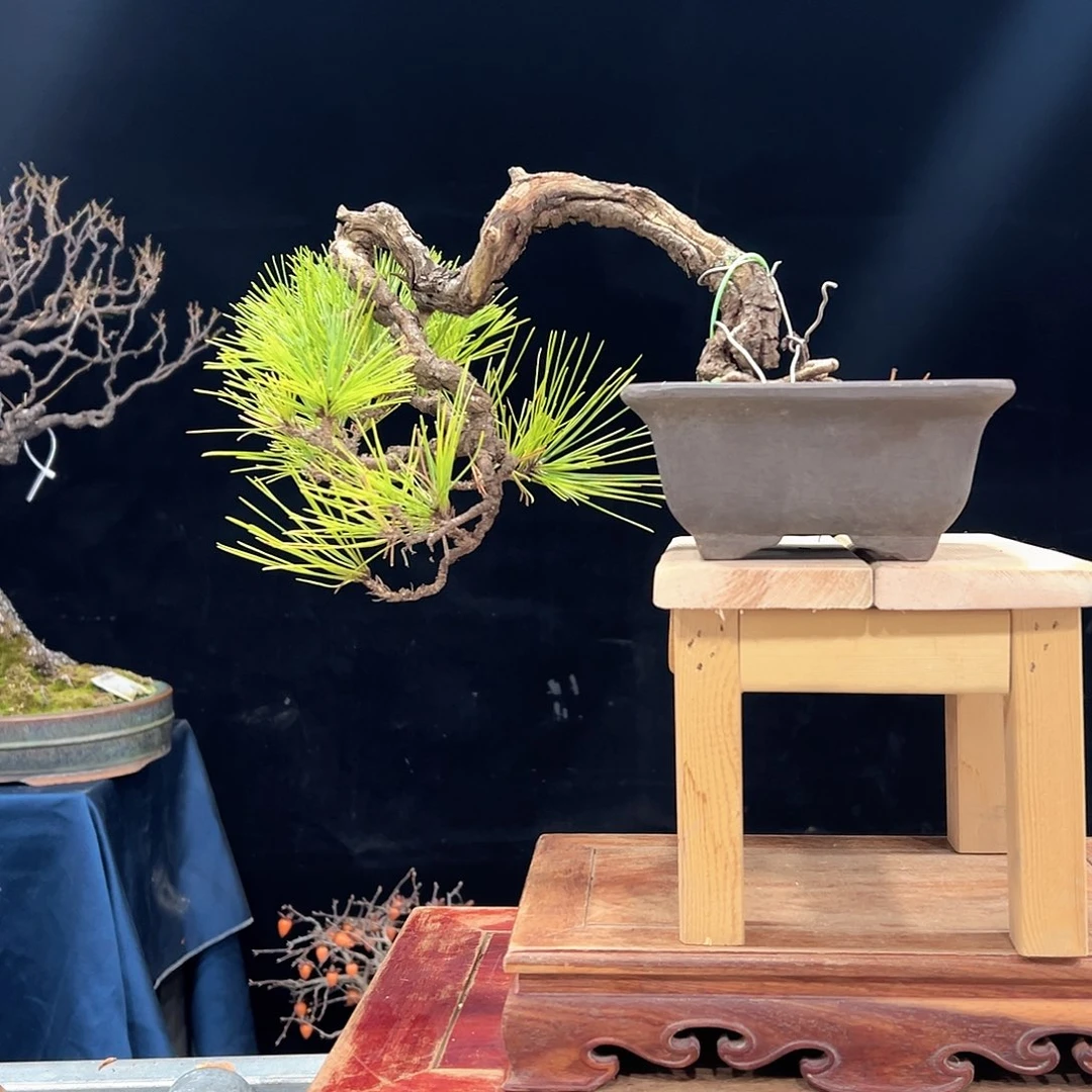 数***1无花朵杜鹃花的诗作是