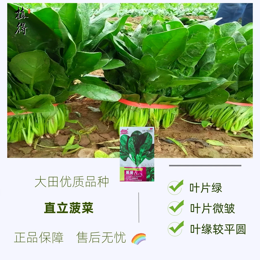 耐寒高产速生趴地菠菜种子可越冬蔬菜种子