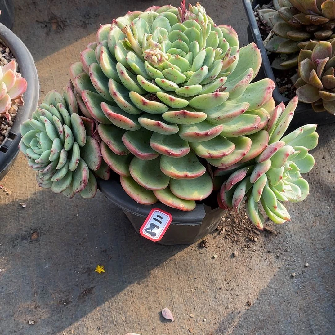 1168三文鱼 一物一拍多肉