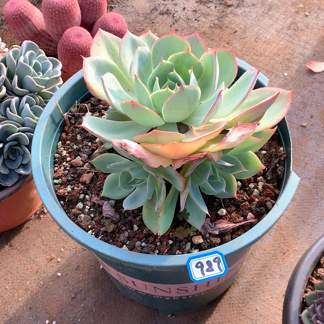 989杂 一物一拍多肉