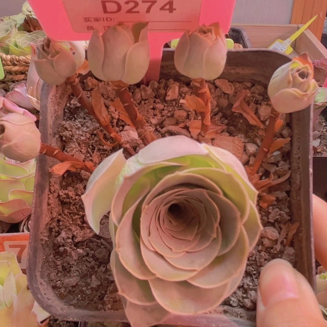 274多头酒杯五个仔