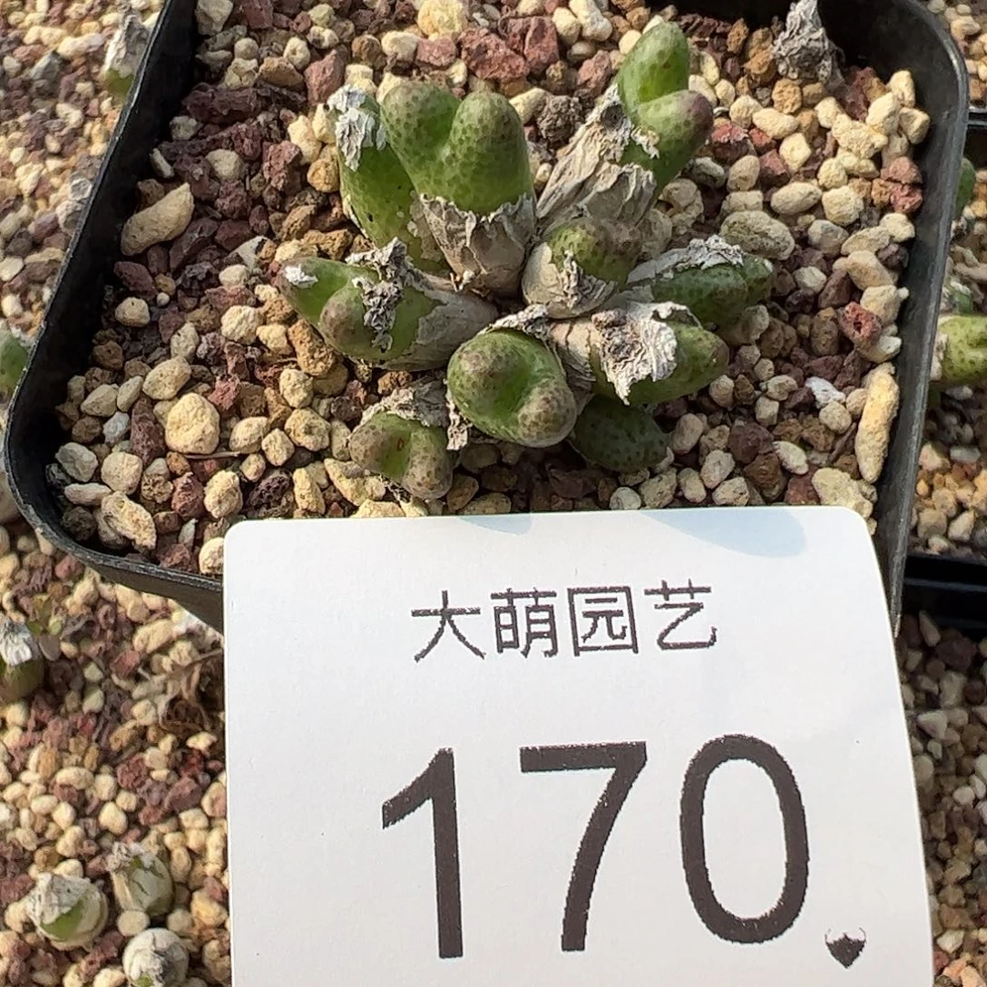 一物一拍母本草莓斑马脱土发。 170