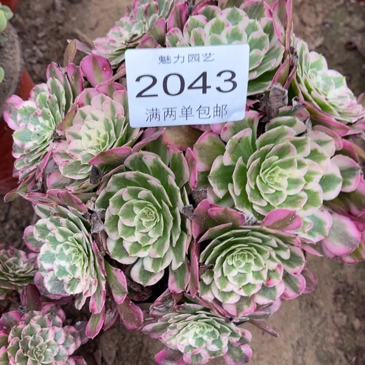 霁月多肉的人都认2043