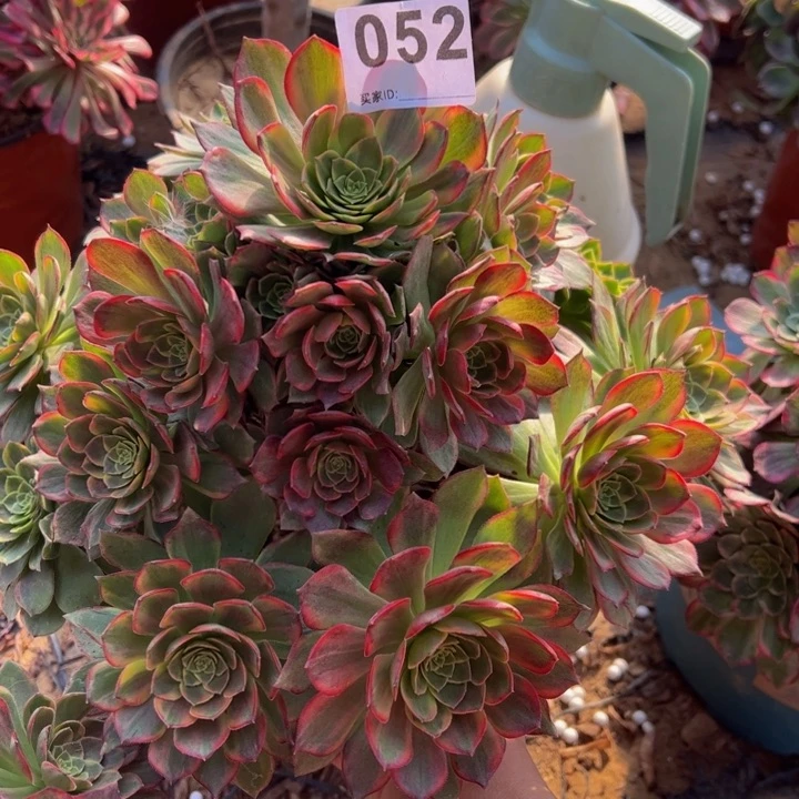 冷**秋万黄锦多肉植物052