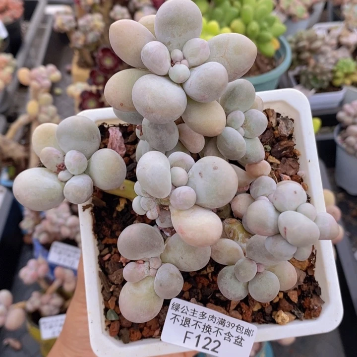 芭比奶洛12cm122多肉植物