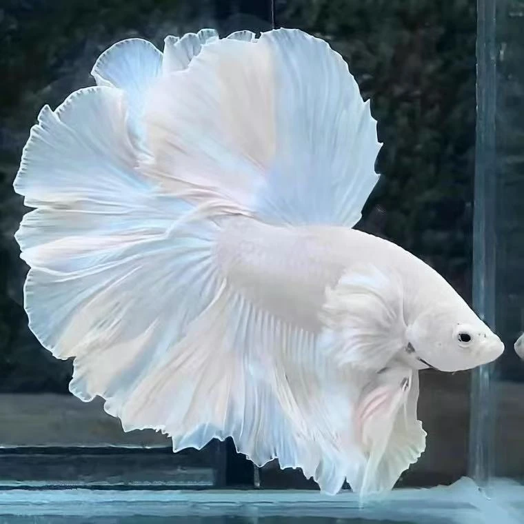 (编号101-200）耐活小型热带观赏鱼斗鱼活体发货直播间选号购买