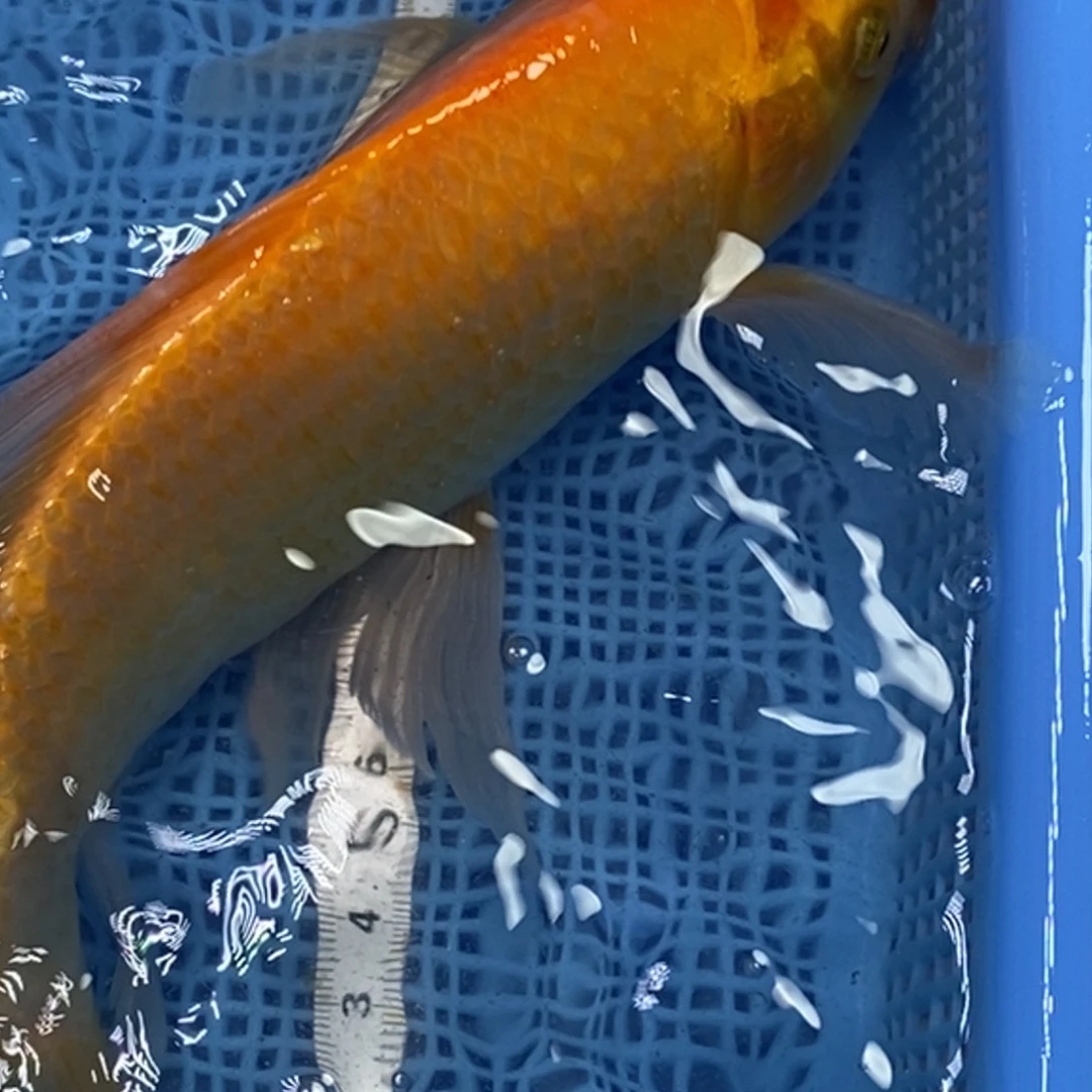 锦鲤冷水锦鲤包邮