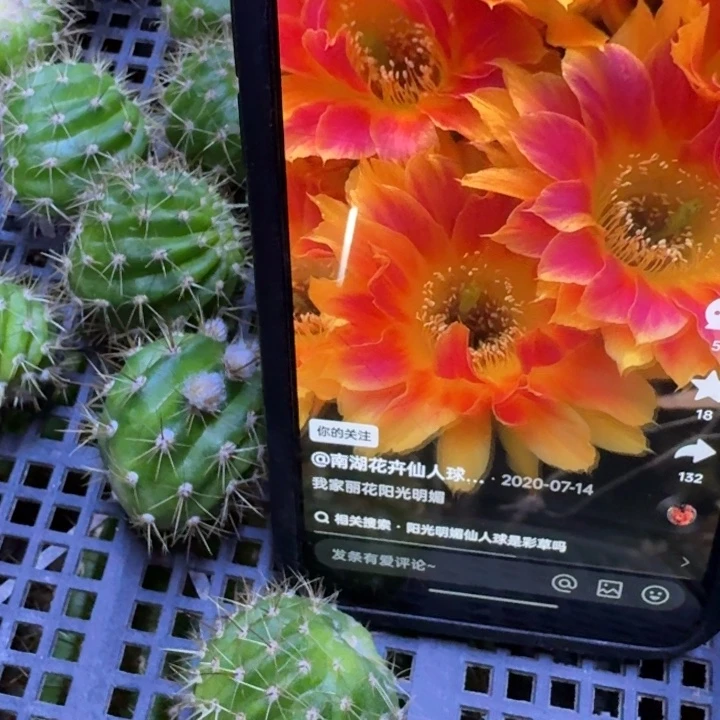263丽花阳光明媚歪2到3公分左右无根侧牙，20包邮