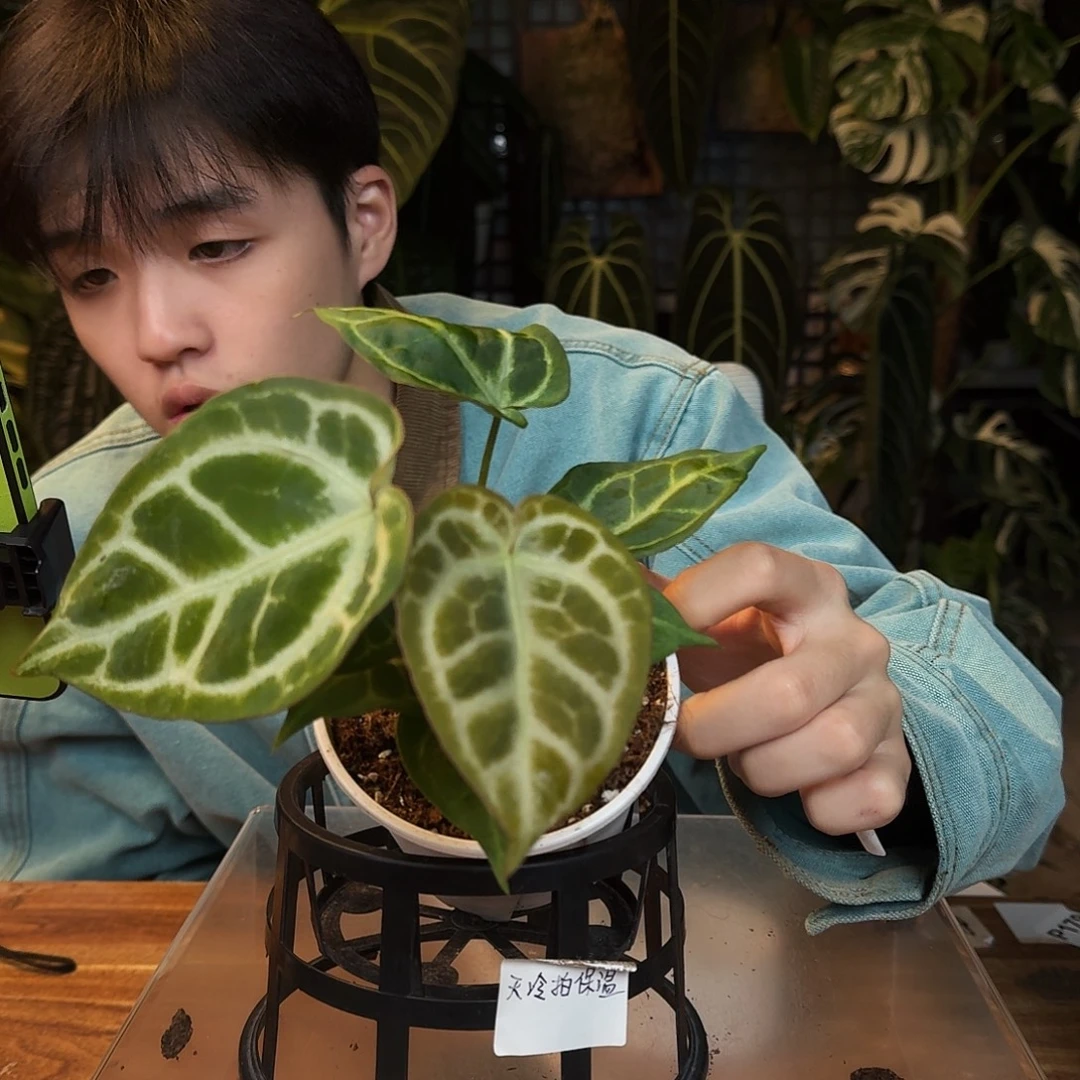 完全开放D125超级银杂哪吒