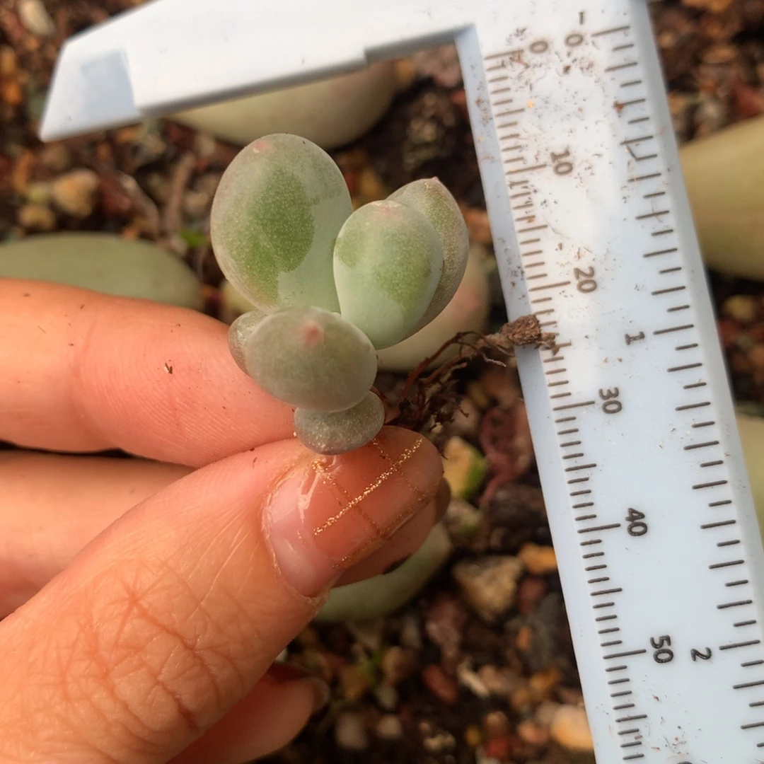 锦纹米可奶 不满28发到付 发一片叶