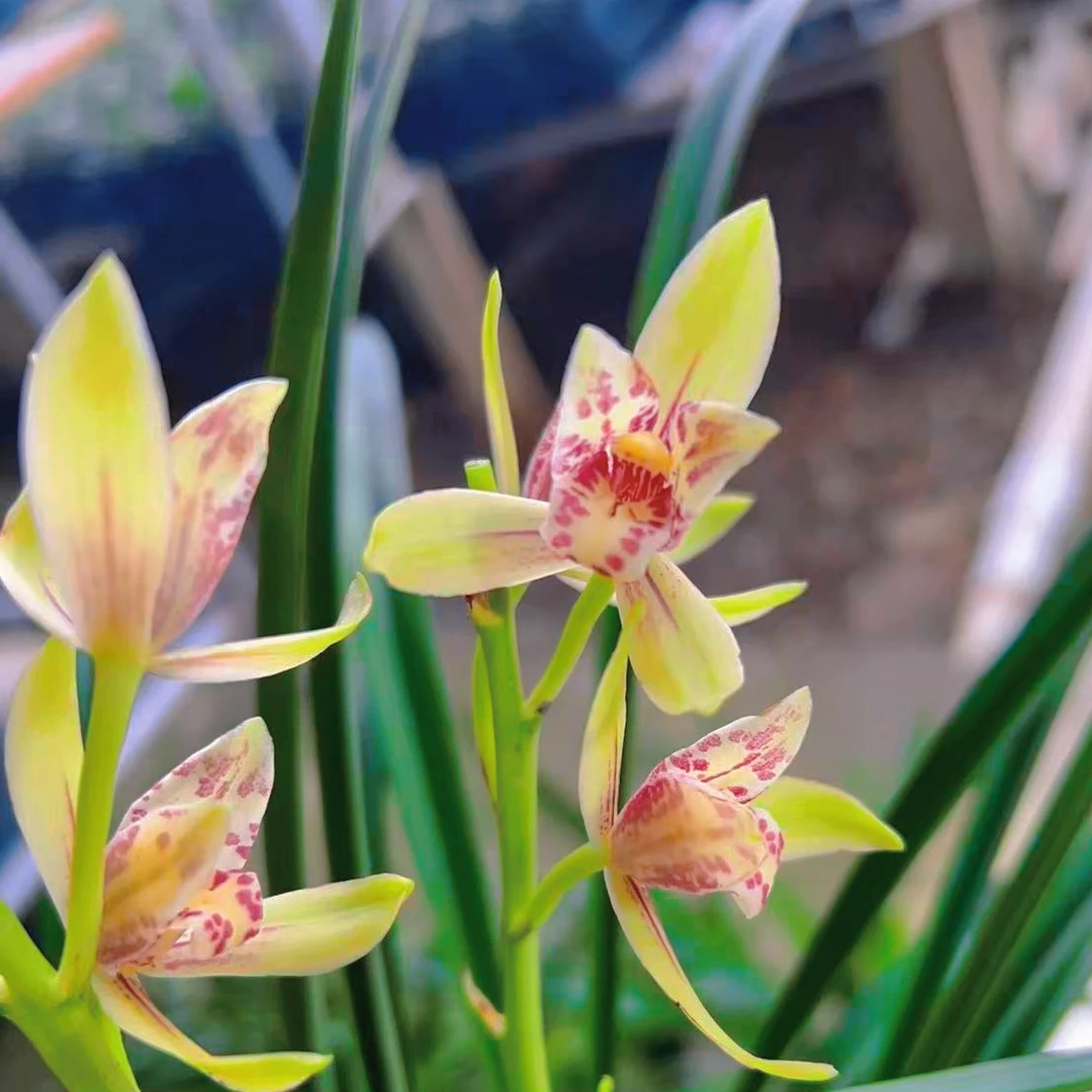 吉利红 建兰名品彩心花 高端兰花 开花非常香 好养绿植花卉