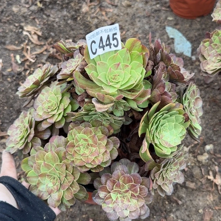 花月夜……多肉植物……