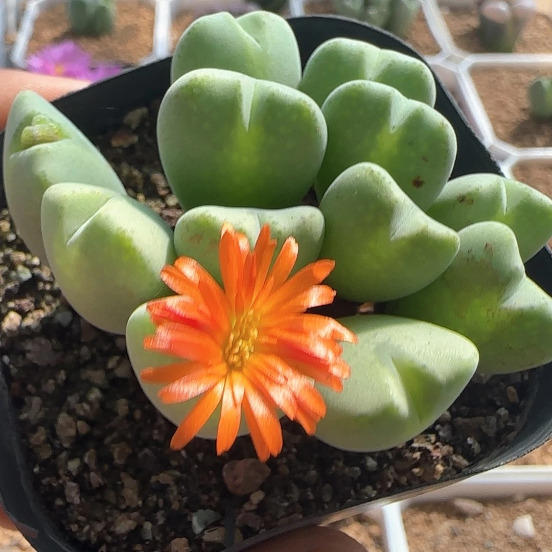 橙花少将。  54120