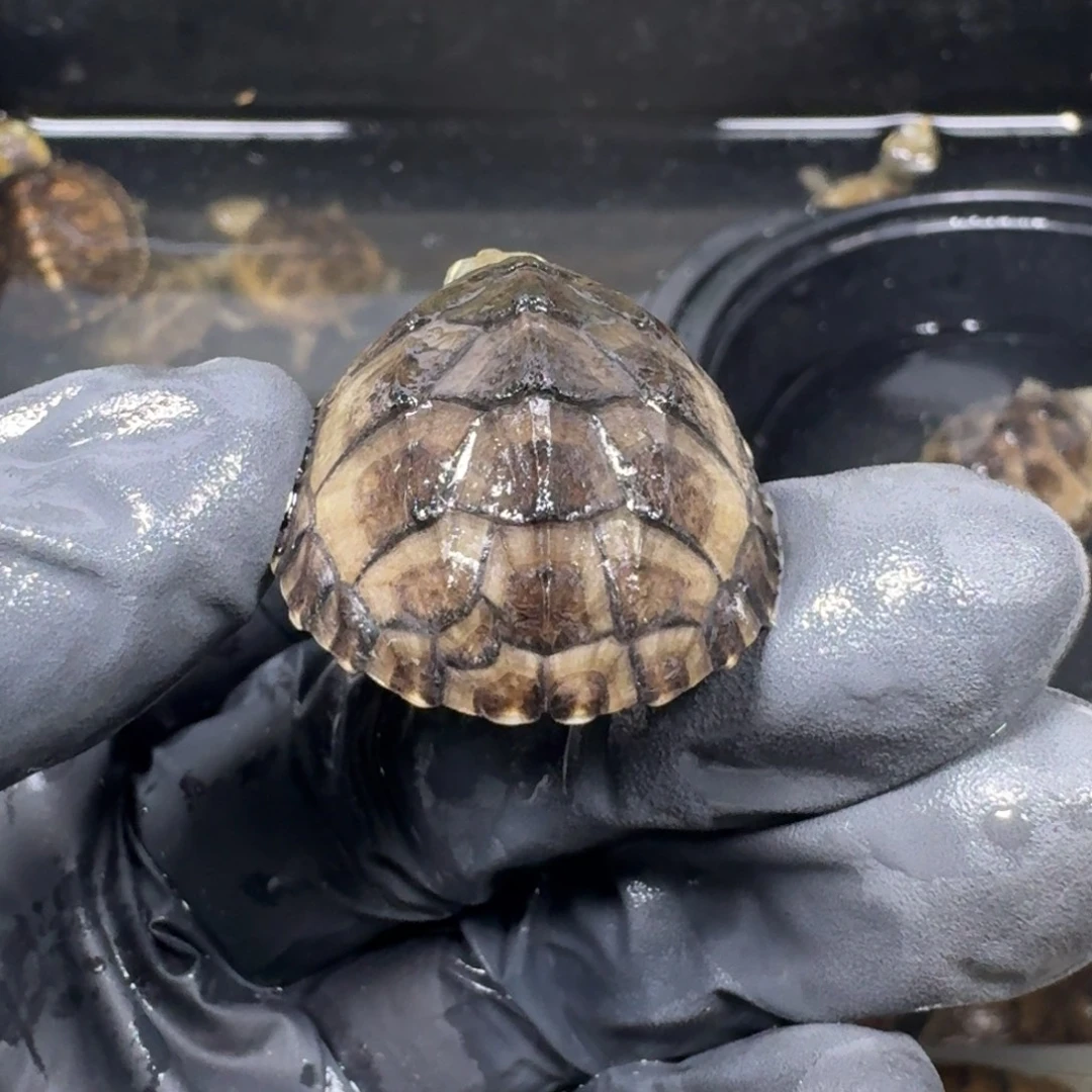 蛋龟不分公母麝香