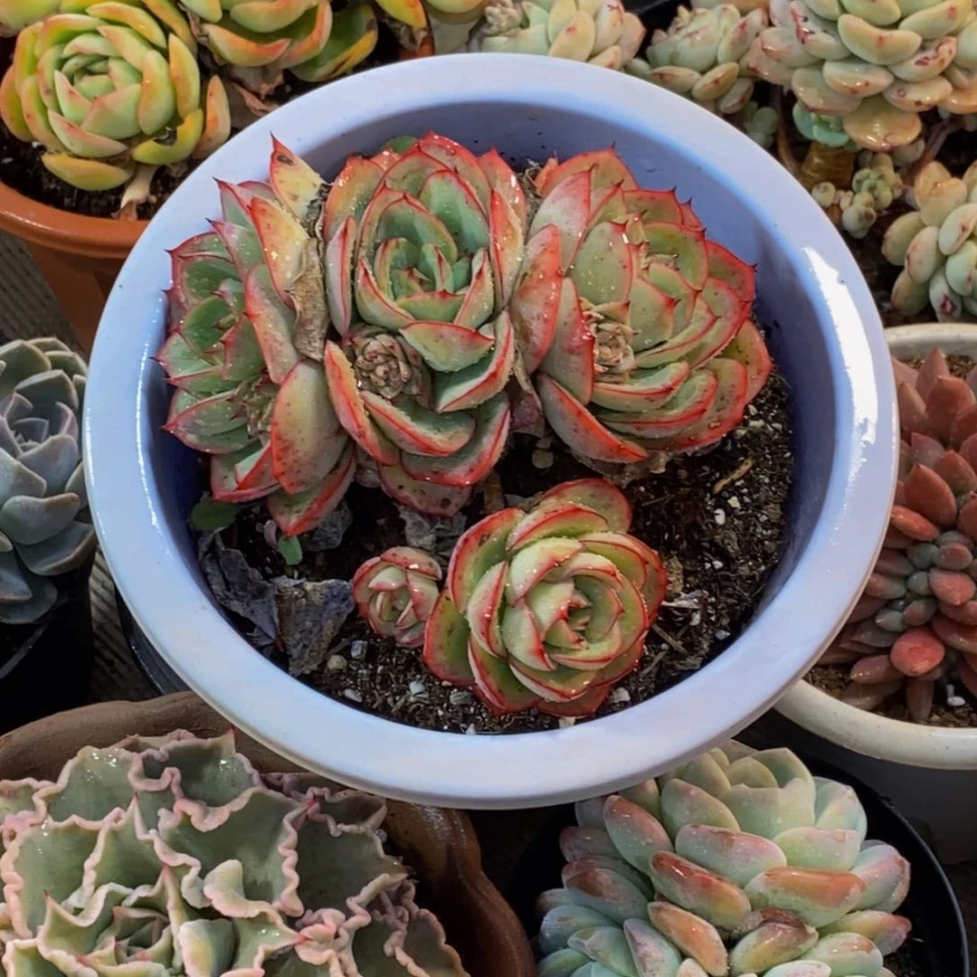 小*冰48包邮一物一拍多肉