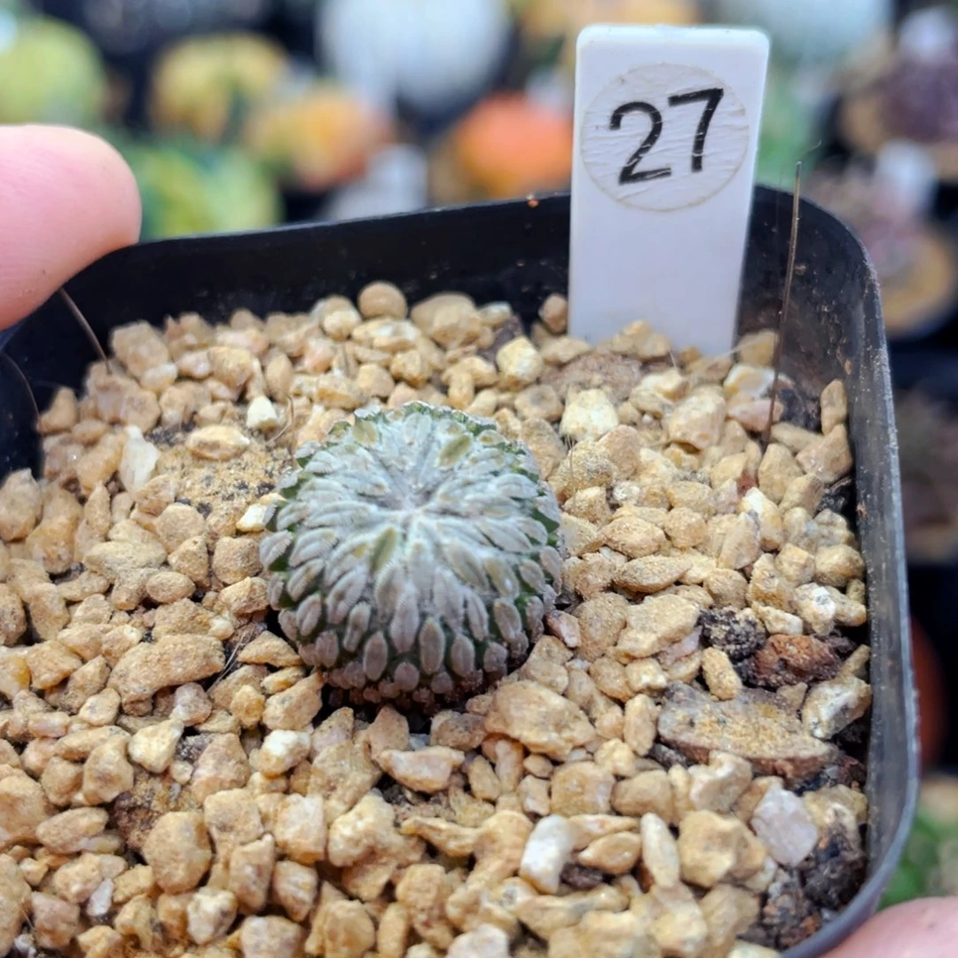 精巧丸1.1cm 盆5公分满25包邮裸根发货