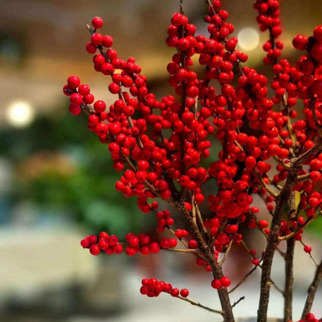 （B极秋实）北美冬青喜庆年宵花水培花