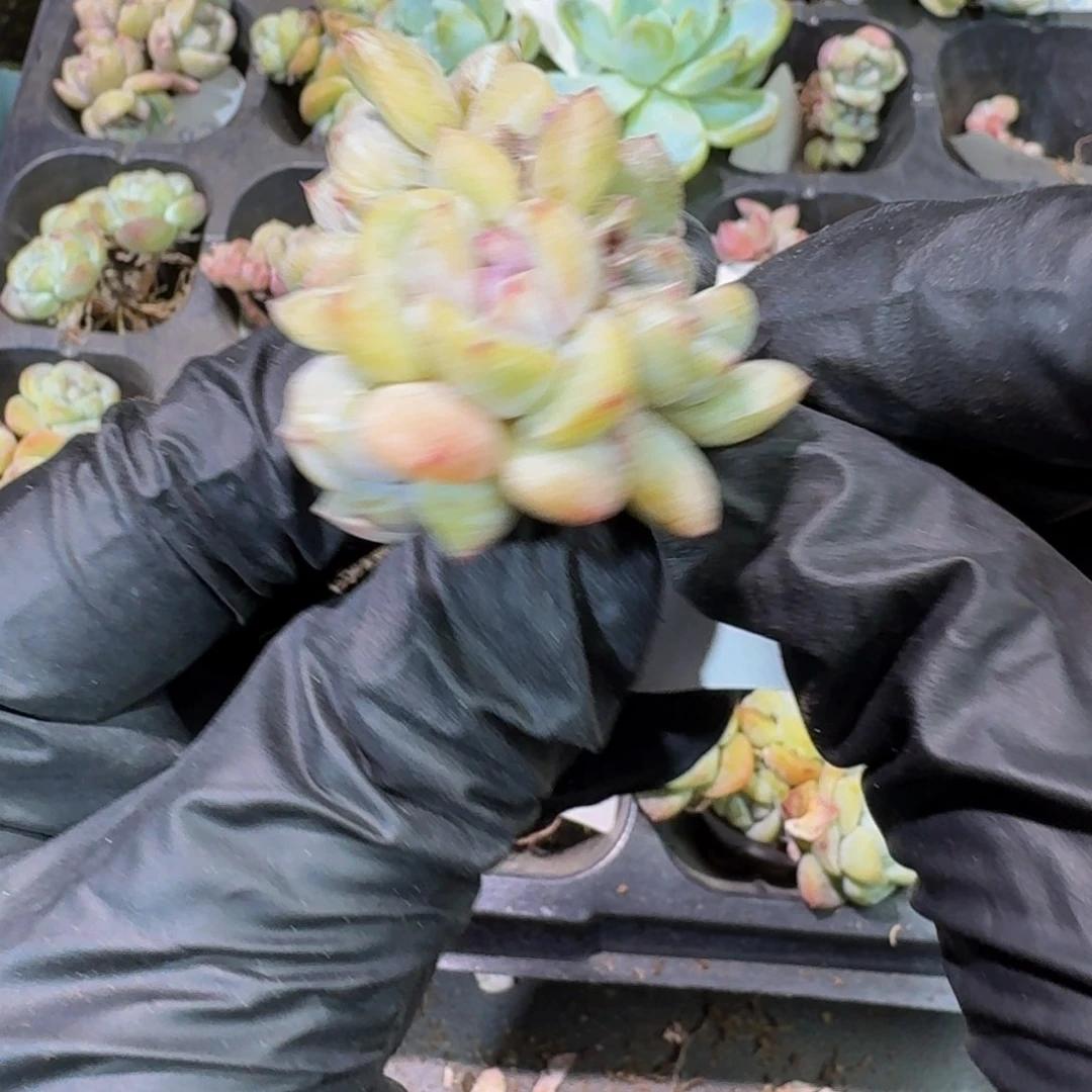 104 号到手1颗江北多肉