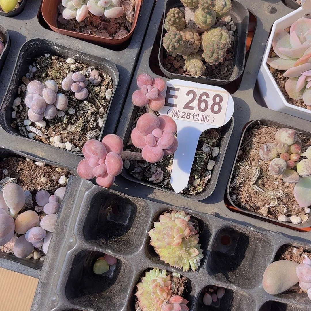 E268腰子蛋一物一拍