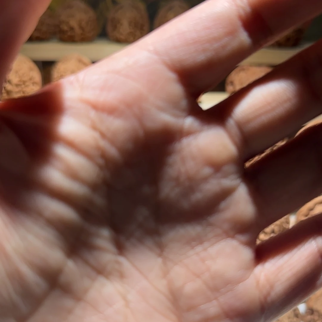 明***七文玩核桃吊坠随机天地