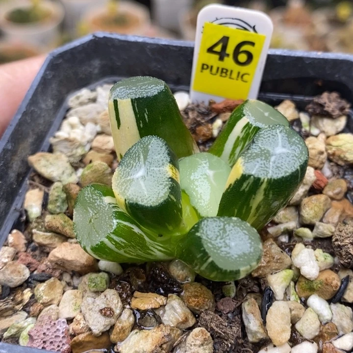 46号玉龙万象锦带盆