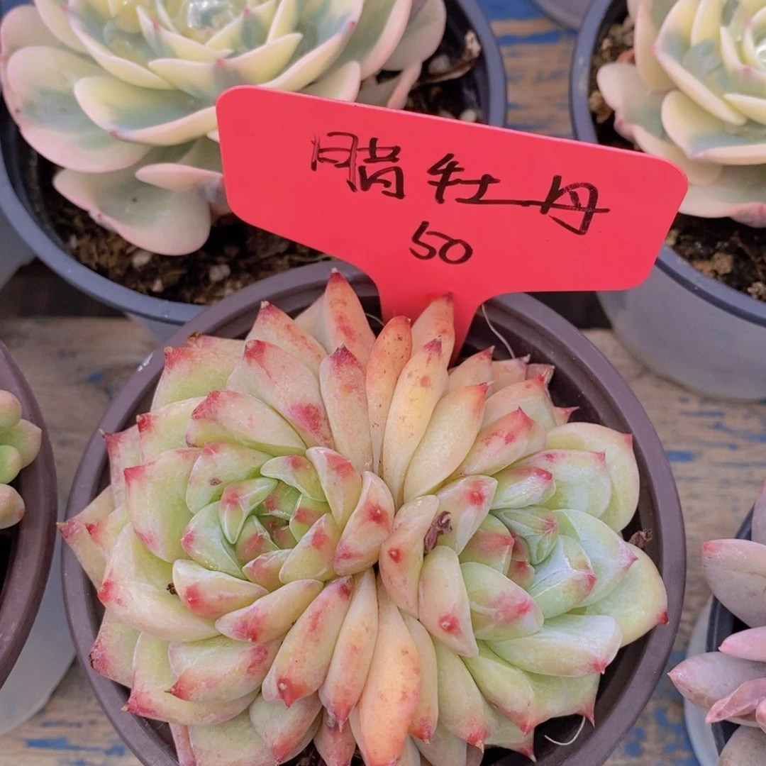 开心多肉，一物一拍，一单包邮