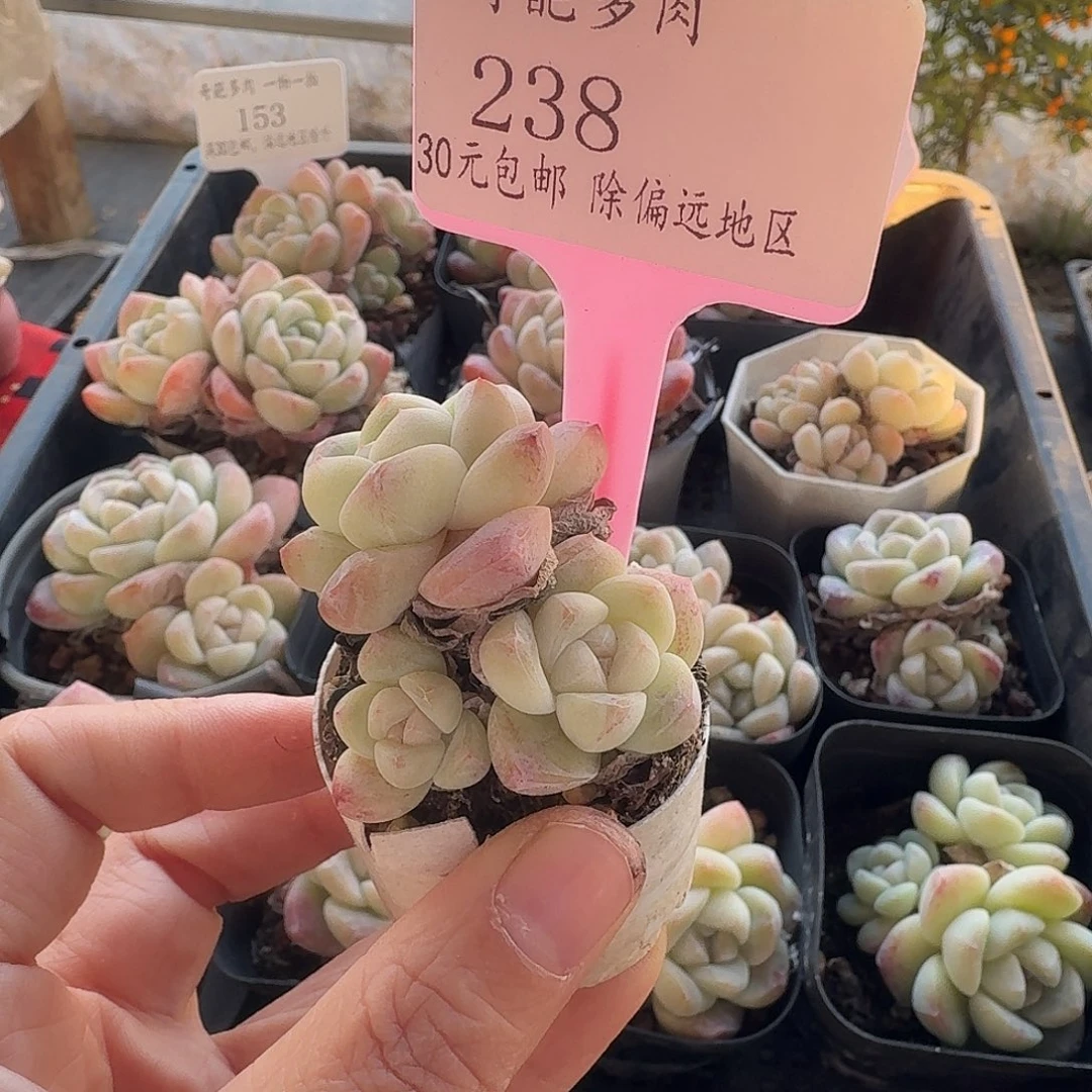 238 脱土 不包整 30元包邮非偏远