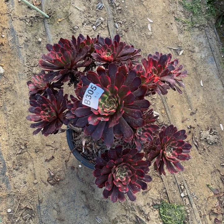 305黑金刚多肉法师不包断枝