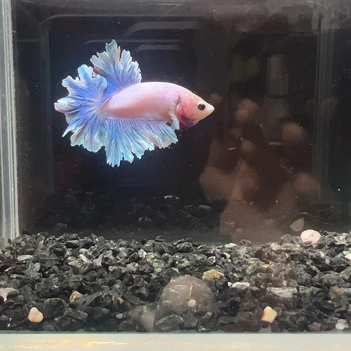 斗鱼跑单拉黑23日24