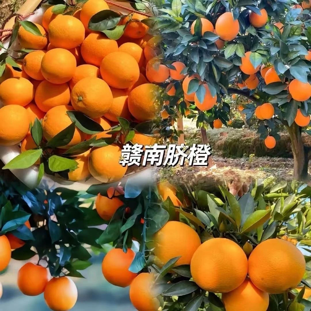 赣南本地正宗脐橙