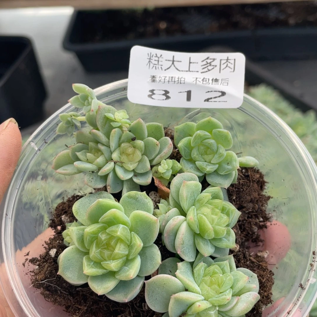 糕大上多肉植物812