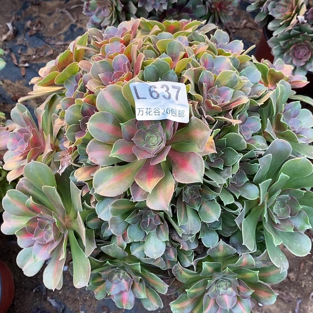 637女巫中斑多肉植物
