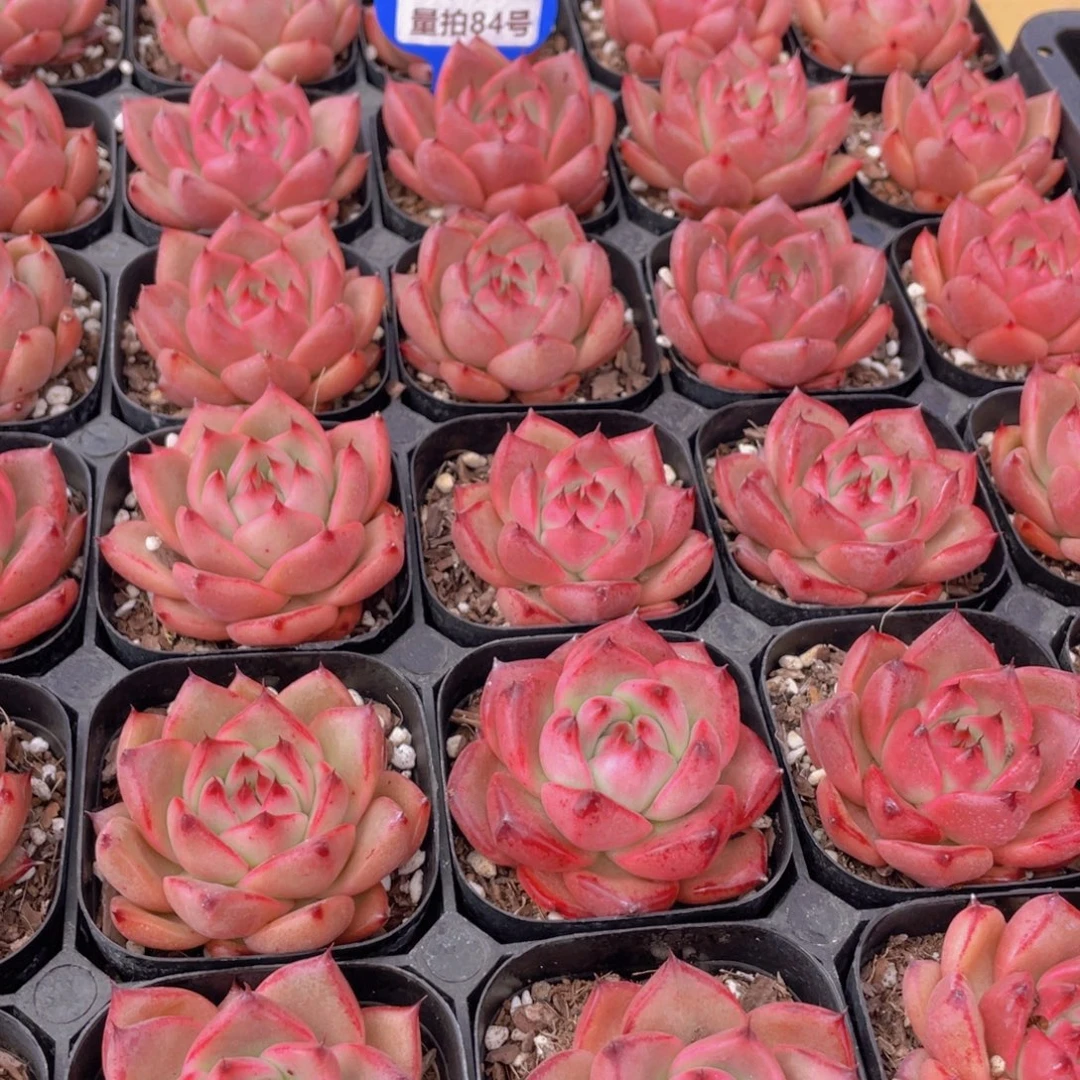 量拍84号 狮子座单头2个