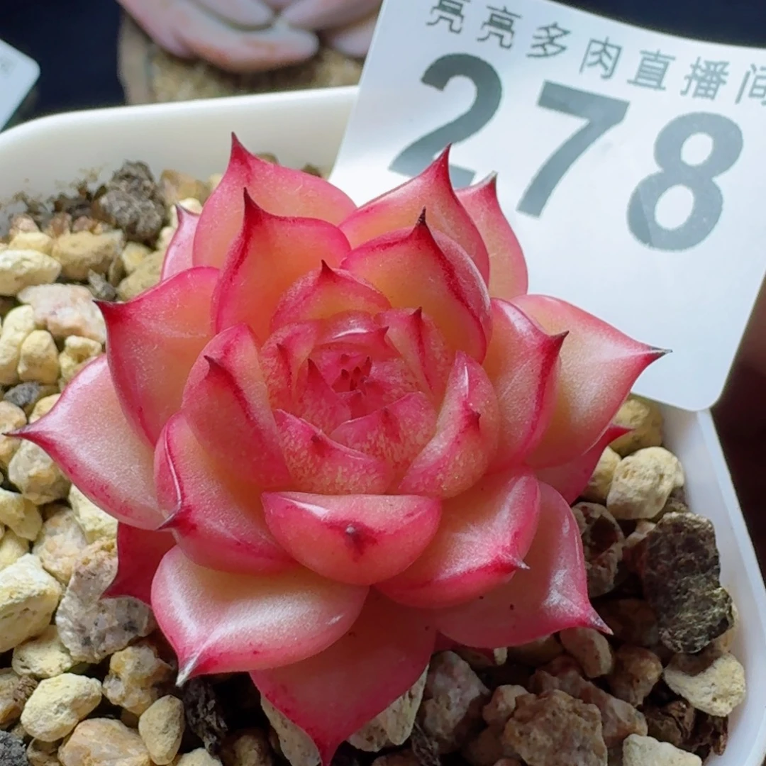 玉玲珑          摇身一变高富帅，一夜暴富动作快