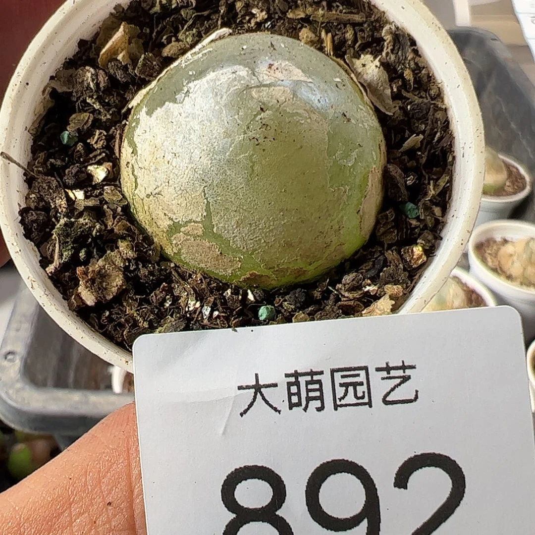 一物一拍带盆土发892