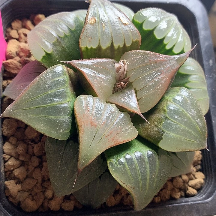 媚凤一物一拍带盆