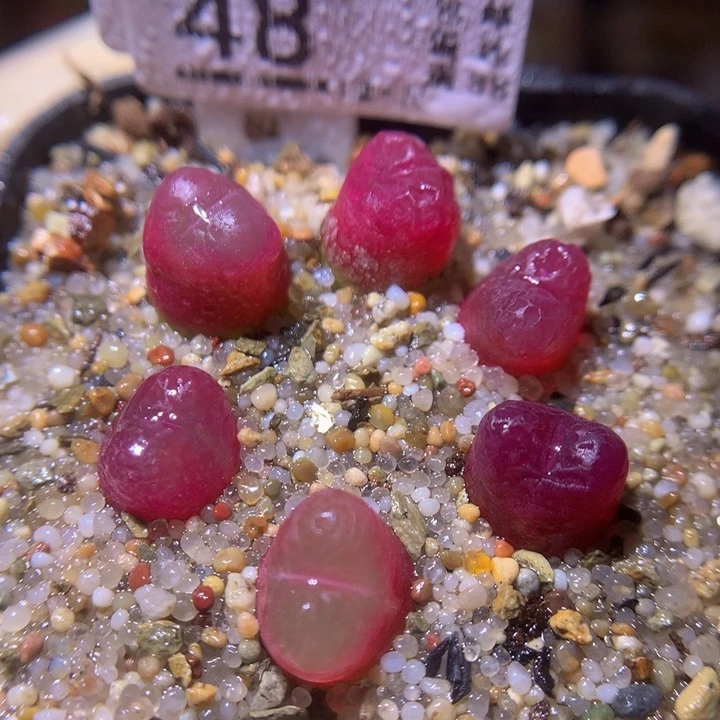 精致生石石212.48