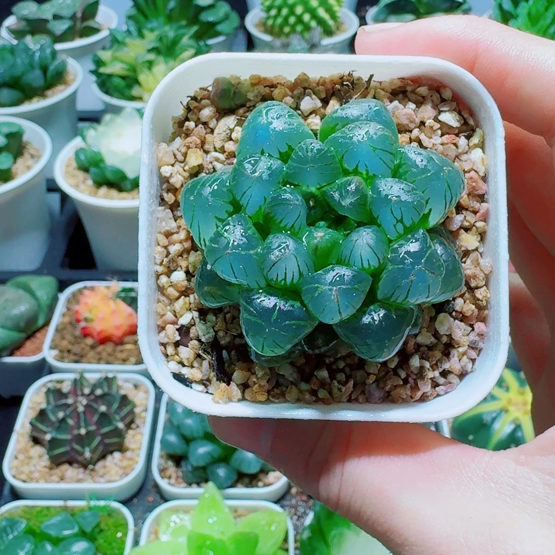 福利，糯姬玉露，4.8，666