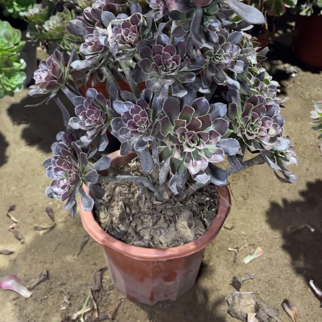 761灰法师多肉法师断枝不包