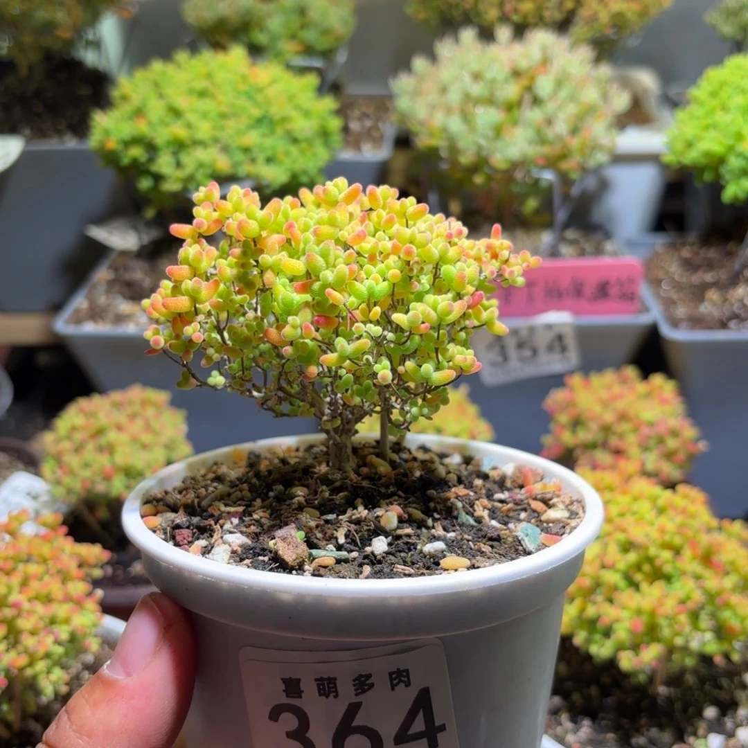 枝干番杏金桔糖球364