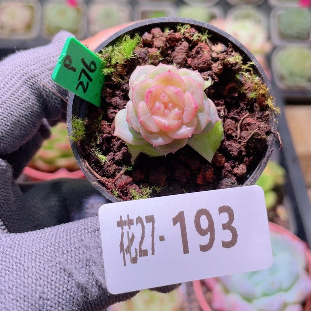 花利美27-193新品珍妮