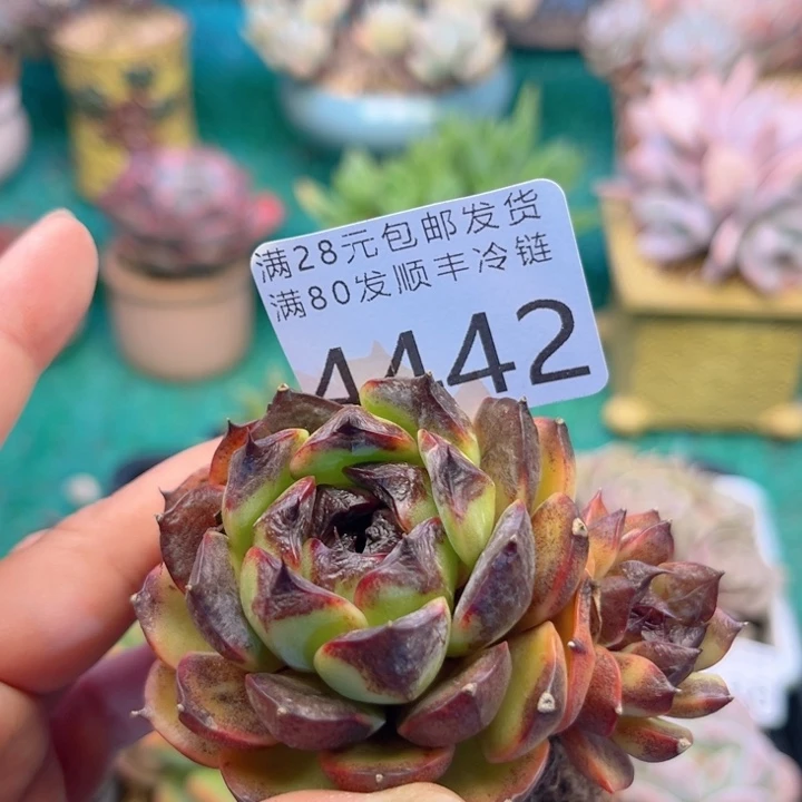 悦***悦大4442，xccxvvbbb