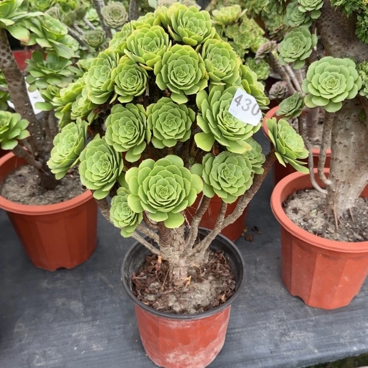 宣***宣多肉植物提取技术430