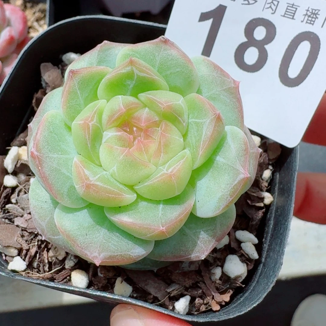 珍妮            精美多肉植物