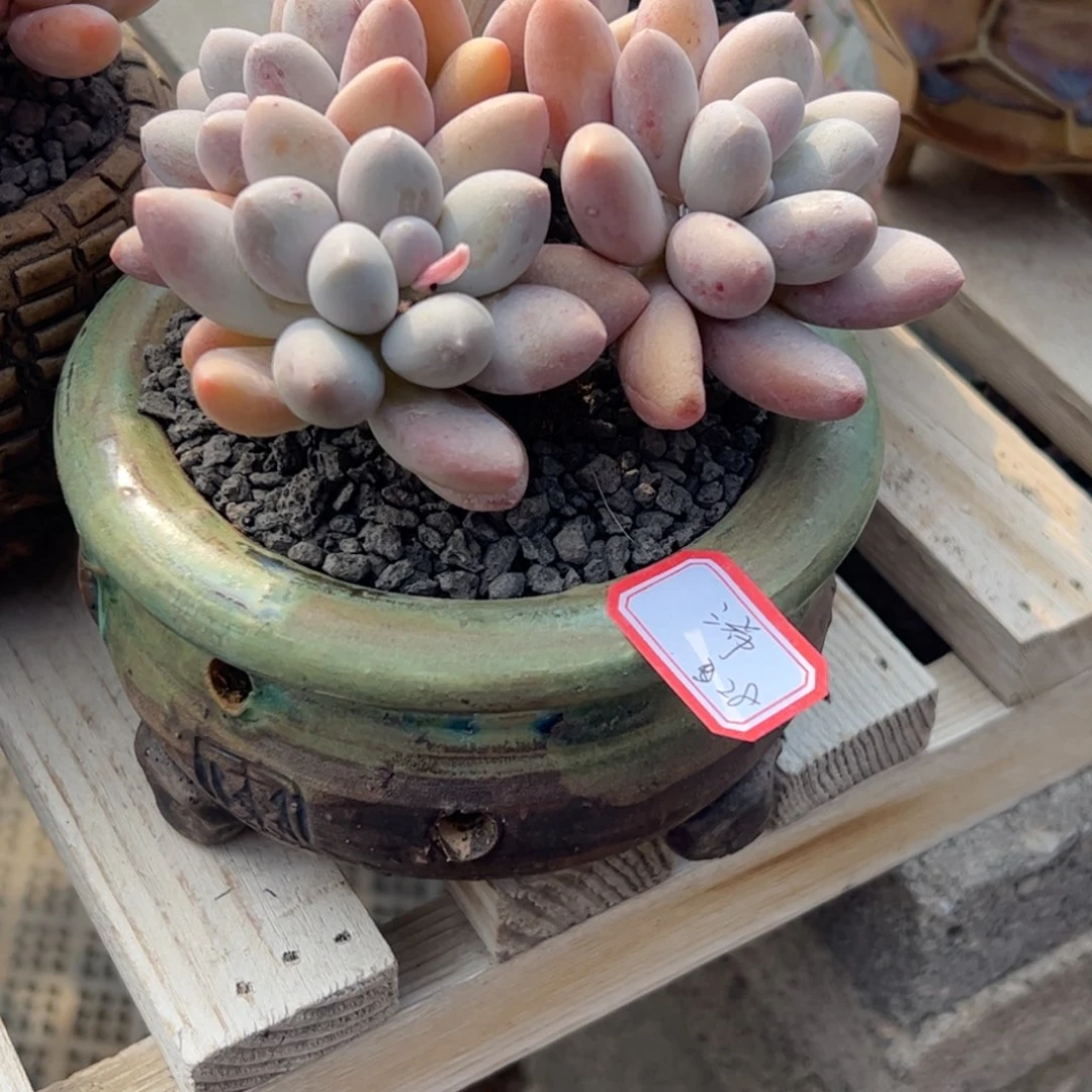 多肉植物多肉植物