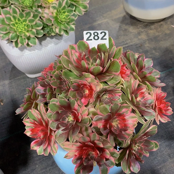 多肉法师黑魔锦28200