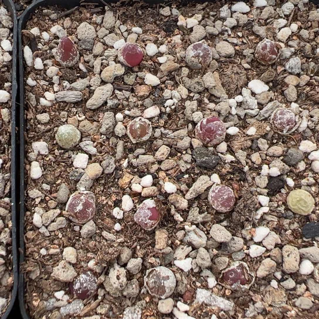 7-35量拍哈莫灯泡小苗6颗